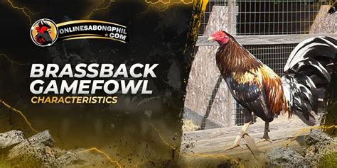 brassback gamefowl history